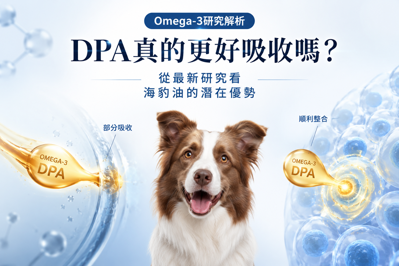 DPA真的更好吸收嗎？從最新研究看海豹油的潛在優勢
