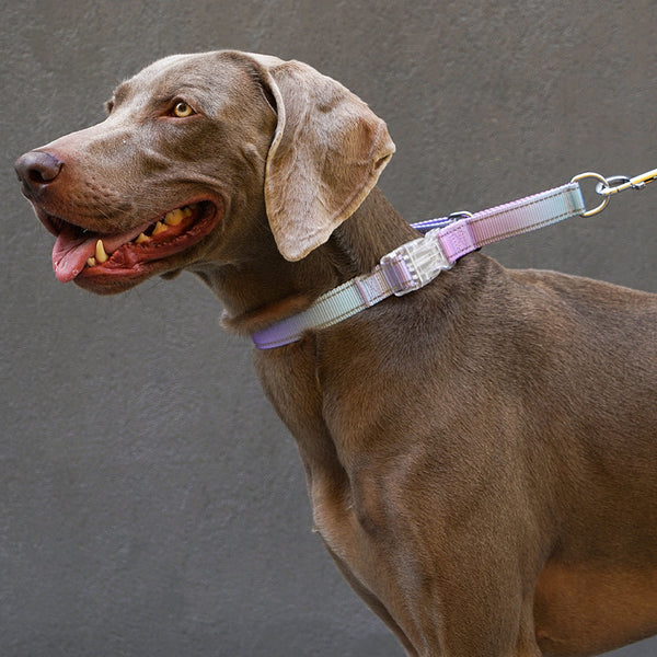Controla Swift Martingale Collar