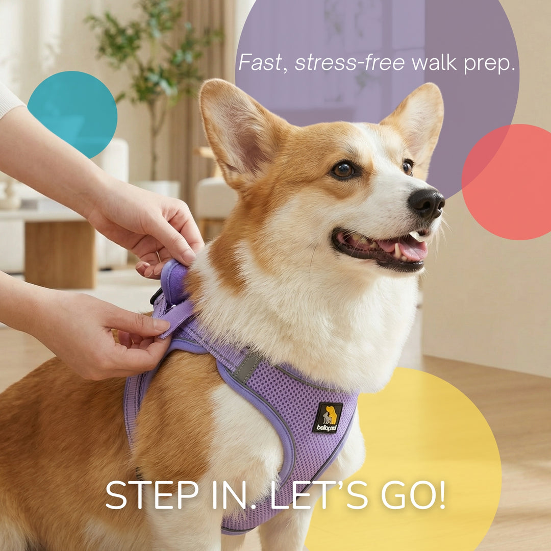 OxyMesh 踏入式胸背帶及牽引繩套裝