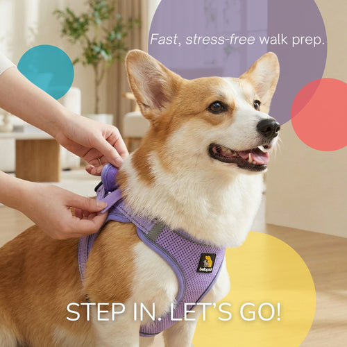 OxyMesh Velcro Step-in Harness and Leash Set