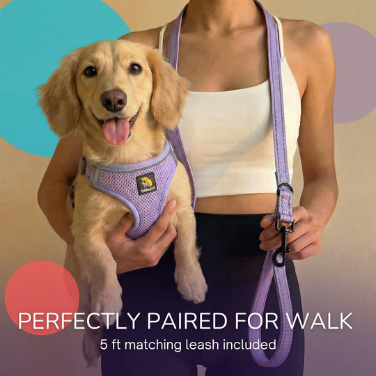 OxyMesh 踏入式胸背帶及牽引繩套裝