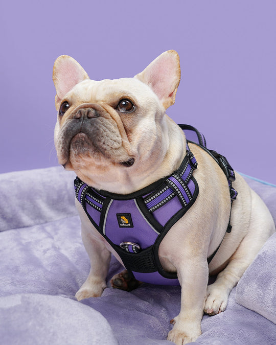 Smart Pro Easy-On No Pull Dog Harness