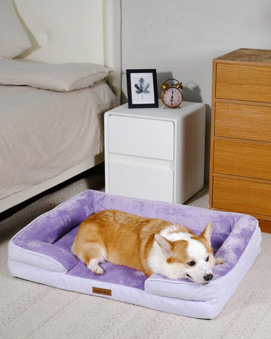Orthopedic Dog Bed